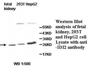 IDI2 Antibody (aa18-139)