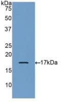 GRN / Granulin Antibody (aa21-120)