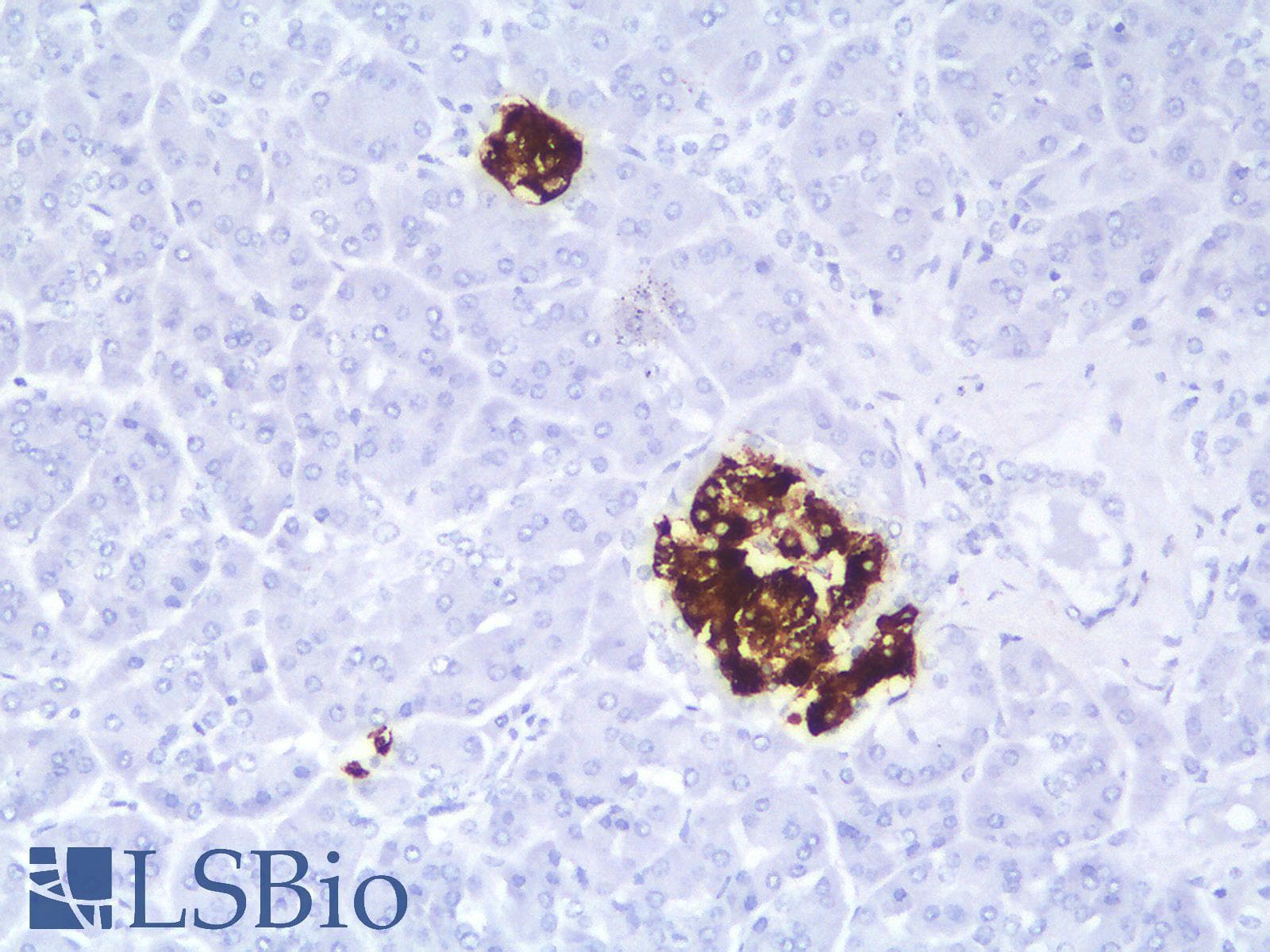 PathPlus™ Insulin Antibody (clone IRDN/1980R)