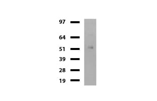 Monoclonal Mouse anti-Human DDX56 Antibody (clone UMAB152, Carrier-free, aa323-547, IHC, IF, WB)