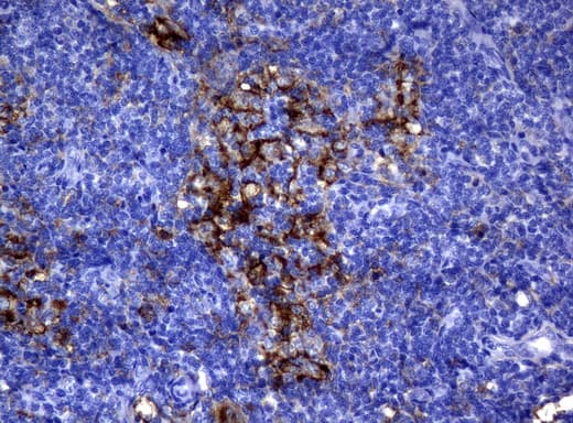 Monoclonal Mouse anti-Human CD32A Antibody (clone UMAB59, IHC, WB)