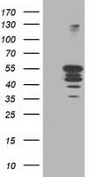 PTP1B Antibody (clone OTI1A2)