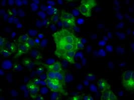 BAP / SIL1 Antibody (clone OTI1F9)