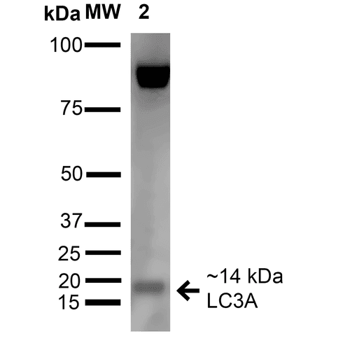MAP1LC3A / LC3A Antibody (Biotin)
