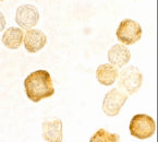 CFLAR / FLIP Antibody (aa191-209)