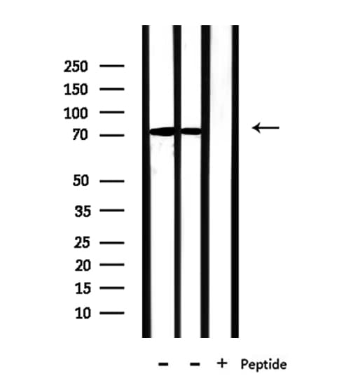 PABPC4 Antibody