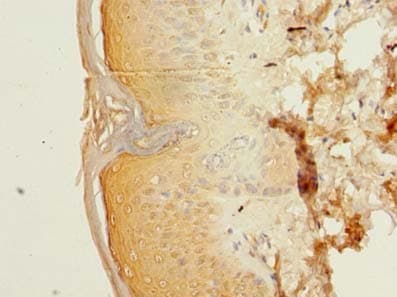POLR3E / SIN Antibody