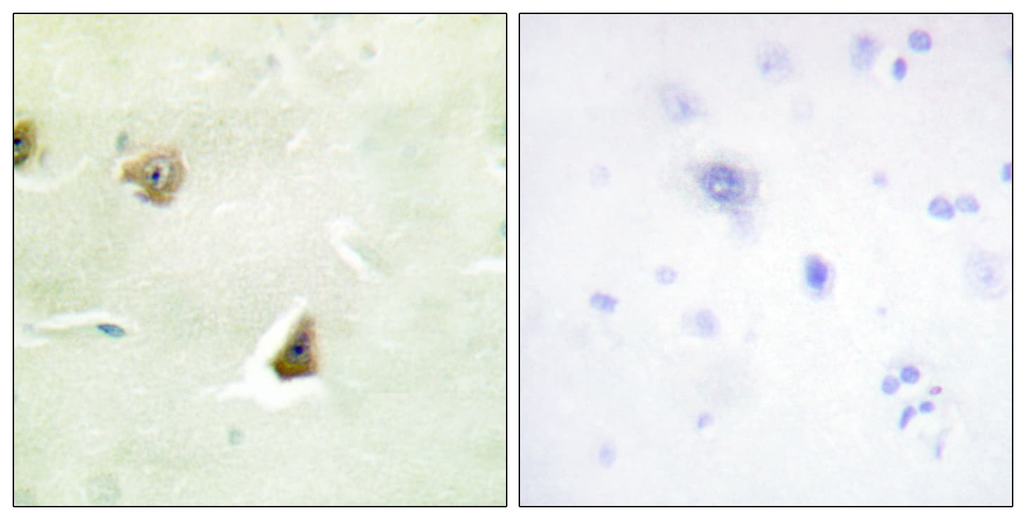 DUSP6 / MKP3 Antibody (aa61-110)