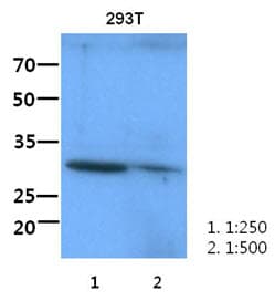 ITLN1 / Omentin Antibody (clone AT6C11)