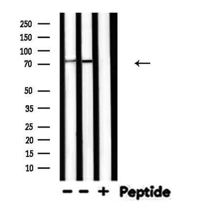 PRKCG / PKC-Gamma Antibody