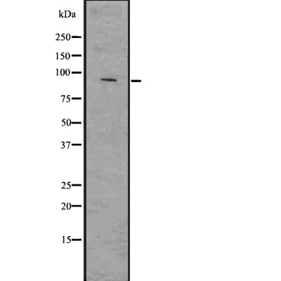 SMURF2 Antibody