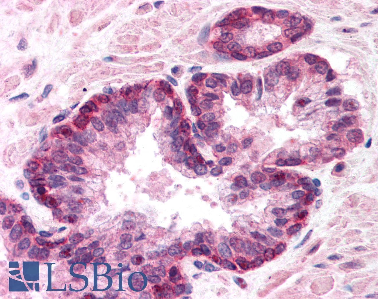 IHC-plus™ LMNA / Lamin A+C Antibody (aa249-266)