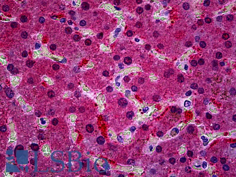 IHC-plus™ Polyclonal Goat anti-Human KCNN4 / KCa3.1 Antibody (aa227-239, IHC, IF, WB)
