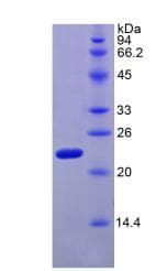 Human RLN2 / Relaxin 2 Protein (Recombinant His, N-Terminal)