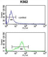 MFAP5 / MAGP2 Antibody (aa133-160)