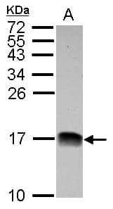 NDUFB4 / B15 Antibody