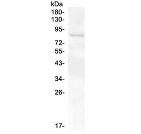 Polyclonal Rabbit anti-Human RXFP2 / LGR8 Antibody (WB)