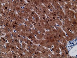 CD80 Antibody (clone OTI2B11)