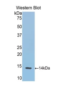 Polyclonal Rabbit anti-Cow Hemoglobin Antibody (WB)