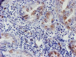 ELK3 / NET Antibody (clone OTI1H3)