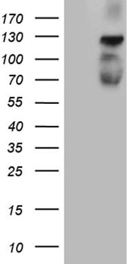 PLK4 / SAK Antibody (aa307-612, clone OTI2A12, Carrier-free)