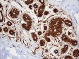 PAI-RBP1 / SERBP1 Antibody (clone OTI5G2)