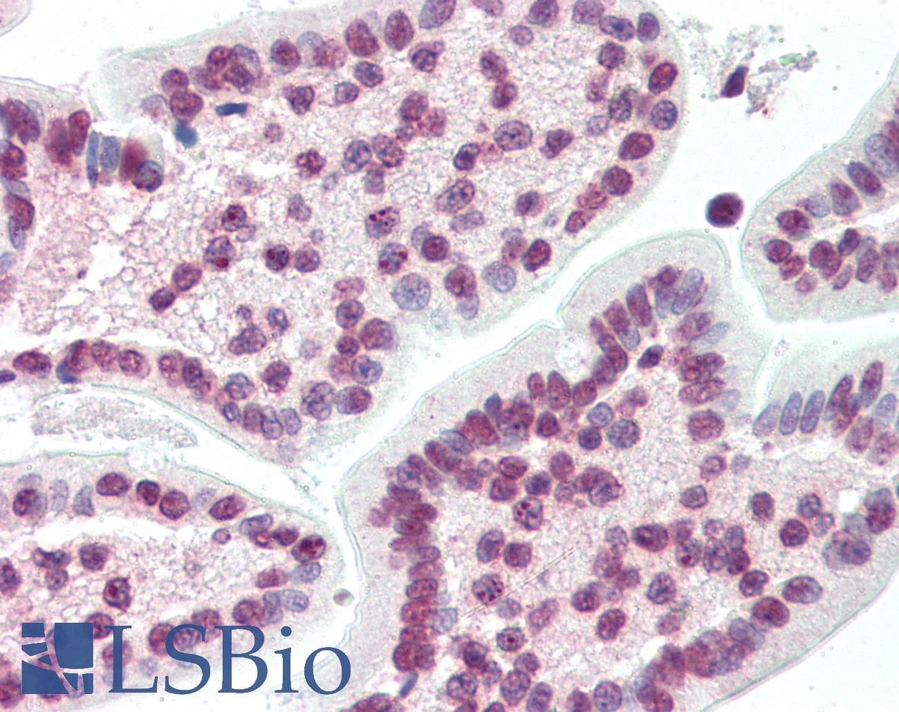 IHC-plus™ Monoclonal Mouse anti-Human XBP1 Antibody (clone 9B7E5, IHC, IF, WB)