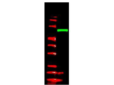 Polyclonal Rabbit V5 Tag Antibody (IHC, WB)