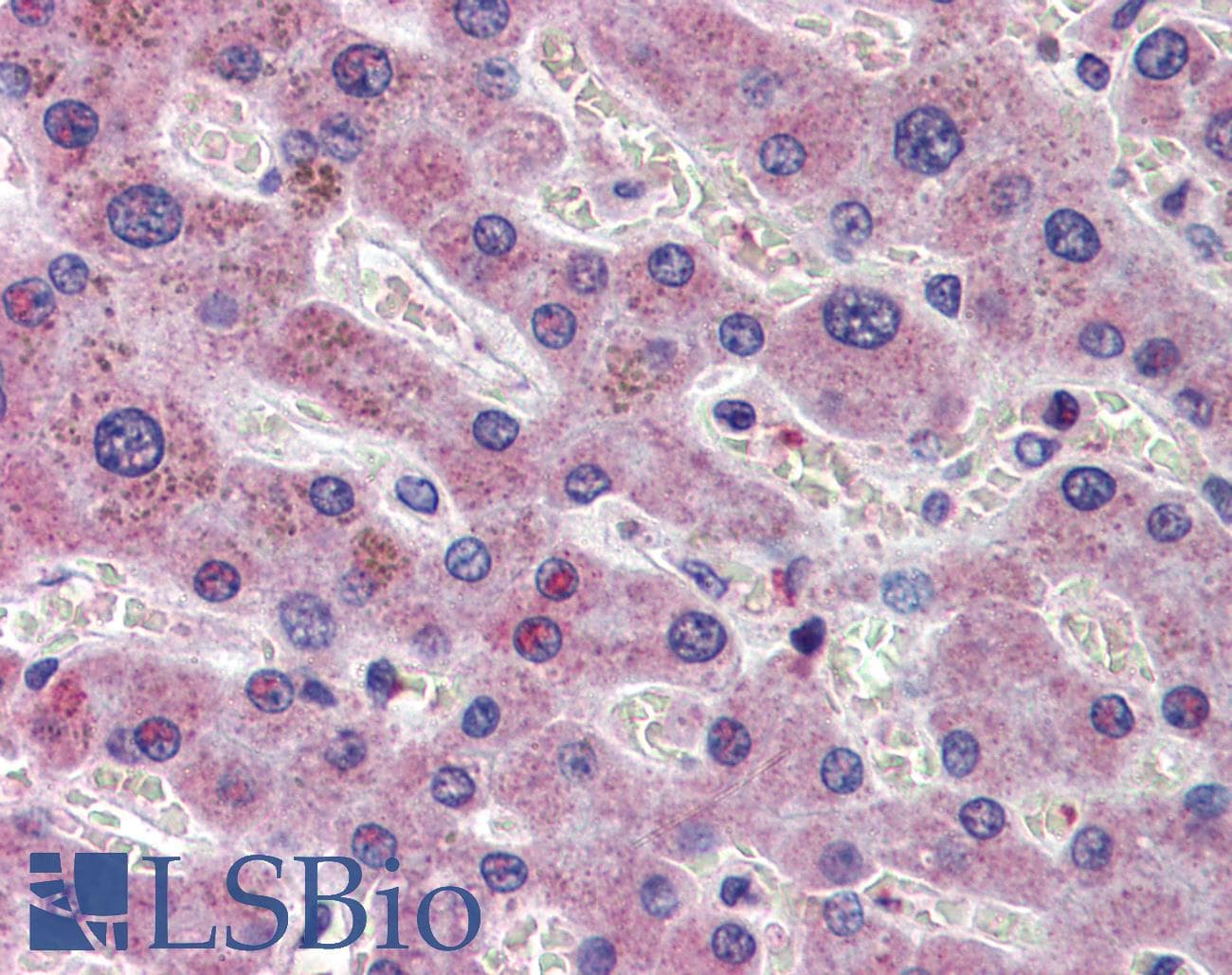 IHC-plus™ AIFM1 / AIF / PDCD8 Antibody