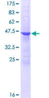 Human ANKRD7 Protein (Recombinant GST)
