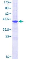Human REEP5 Protein (Recombinant GST)