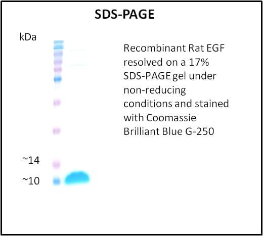 Rat EGF Protein (Recombinant)
