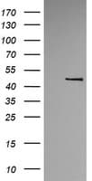 TRMU Antibody (clone OTI2A4)
