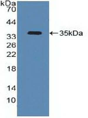 ATF4 Antibody (aa130-347, APC)