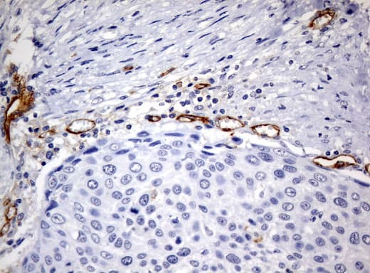 PECAM-1 / CD31 Antibody (clone UMAB32, Carrier-free)