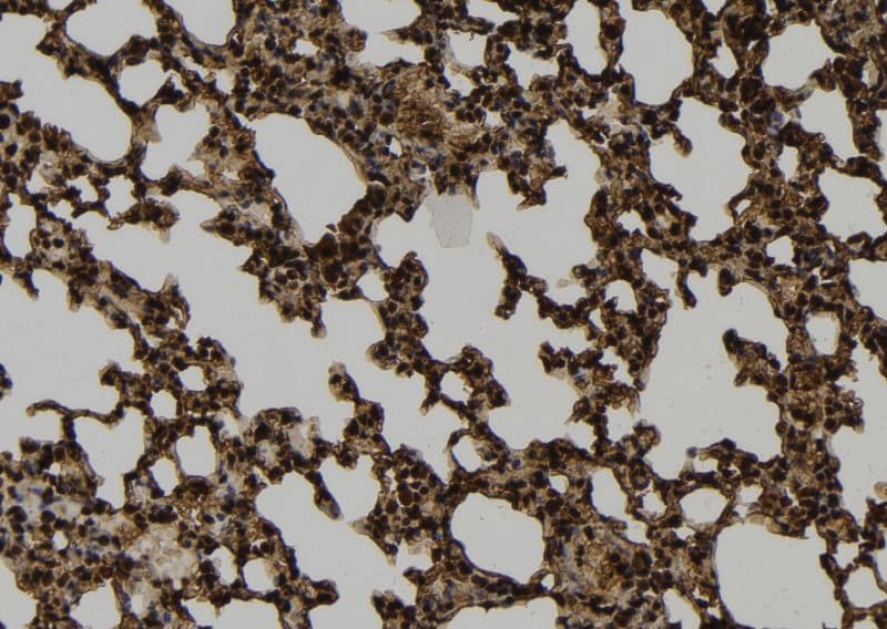 PRC1 Antibody