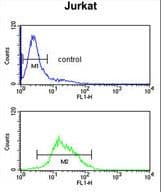 ZBTB2 Antibody (aa335-364)