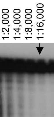 ABCA7 Antibody (clone 7A1-144)