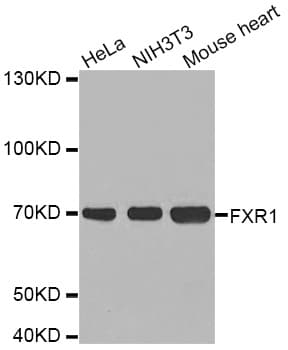 Polyclonal Rabbit anti-Human FXR1 Antibody (WB)