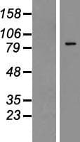 ZNF287 Protein (Over-Expression Lysate Myc-DDK (Flag))