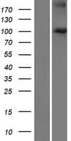 FBXO41 Protein (Over-Expression Lysate Myc-DDK (Flag))