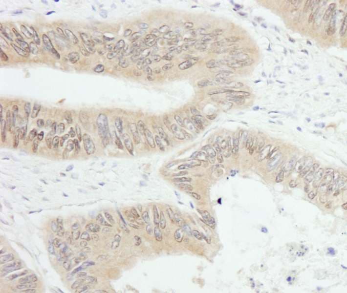 Polyclonal Rabbit anti-Human PTP-PEST / PTPN12 Antibody (aa710-760, IHC, WB)