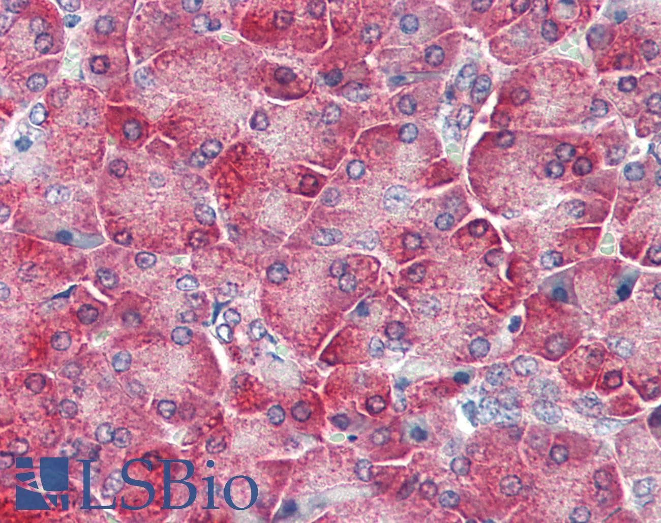 TLR3 Antibody