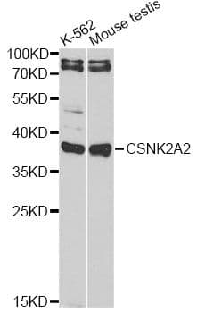 CSNK2A2 Antibody