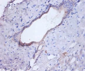 CTSB / Cathepsin B Antibody