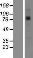 SAMD4B Protein (Over-Expression Lysate Myc-DDK (Flag))