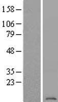 ATP6V1G2 Protein (Over-Expression Lysate Myc-DDK (Flag))