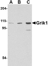 IHC-plus™ GRIK1 / GLUR5 Antibody