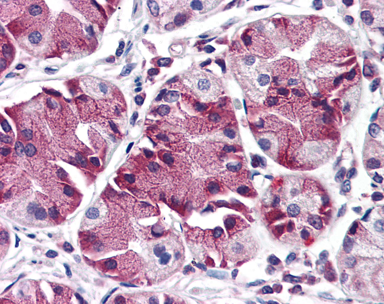IHC-plus™ FKSG89 / MBOAT4 Antibody (Internal)