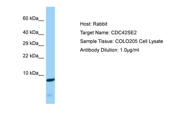 CDC42SE2 Antibody (C-Terminus)